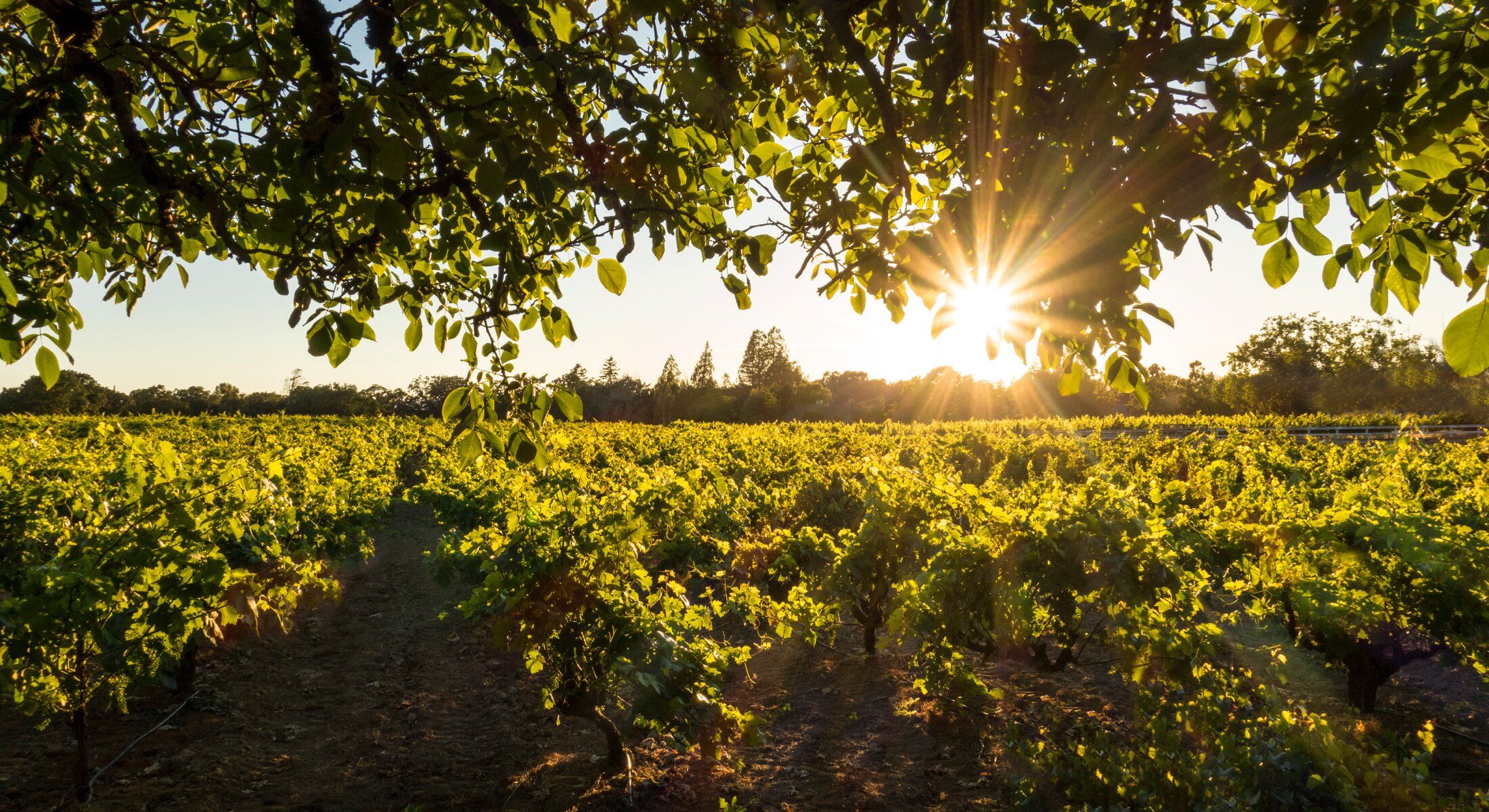 Vineyard at sunset with sun rays shining.